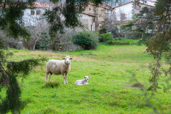 Madre Oveja Con Cordero Bebé Campo Primavera — Foto de Stock