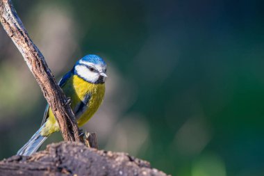 Cyanistes caeruleus veya Herrerillo Comun dal