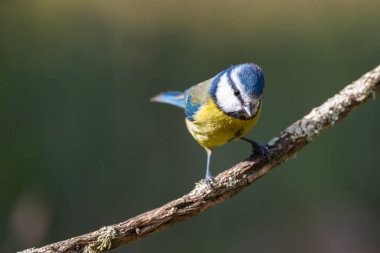 Cyanistes caeruleus veya Herrerillo Comun dal