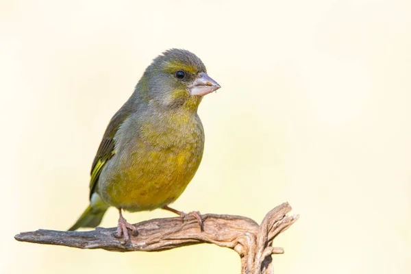 Pinzón verde europeo (chloris chloris), sentado en una rama. verde — Foto de Stock