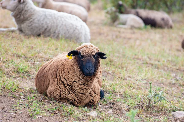 a black sheep resting in the field and looking at camera