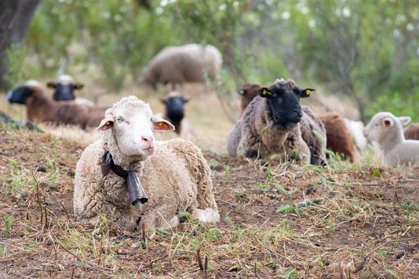 Ovejas que descansan en el campo —  Fotos de Stock