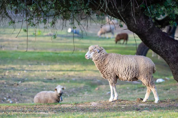 Cordeiro andando no campo — Fotografia de Stock