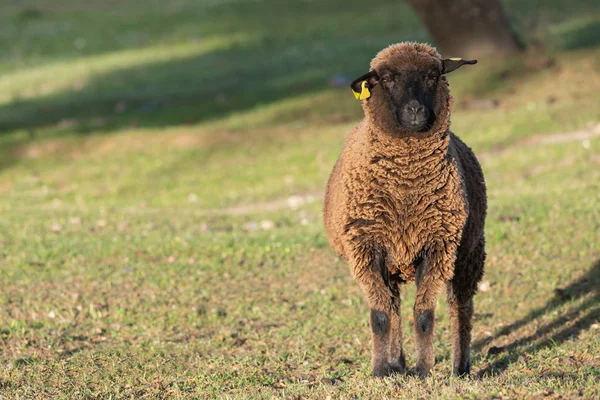 Коричневая овца смотрит прямо на камеру весной — стоковое фото