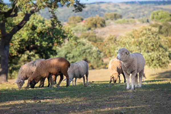 Pecore al pascolo nel campo — Foto Stock