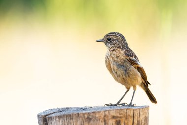 Saxicola rubicola veya tarabilla comun