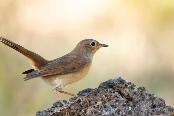 Luscinia megarhynchos or ruisenor comun perched on a branch — Stock Photo, Image