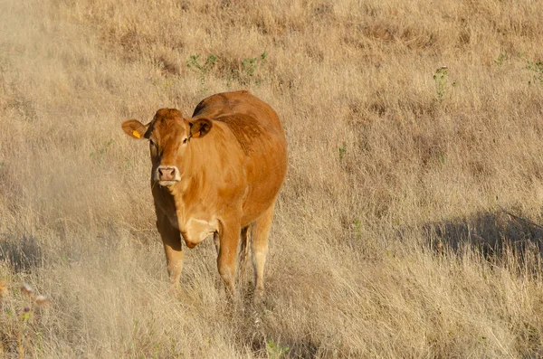 Carne de bovino vaqueira nas pastagens da Estremadura em Espanha . — Fotografia de Stock