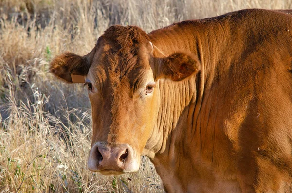 Close up retrato de vaca no campo — Fotografia de Stock