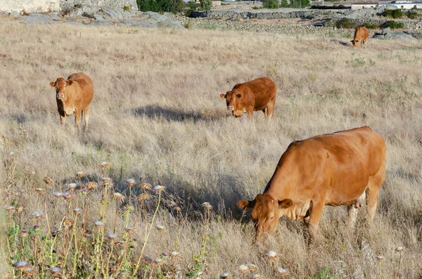 Carne de vacuno pastando en los pastos de Extremadura en España —  Fotos de Stock