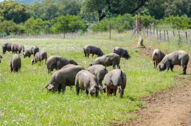 Badajoz, Extremadura kırsalında çiftliğinde domuzları otlatmak