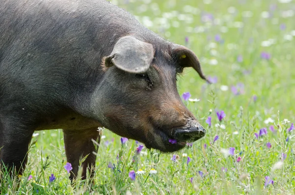 Retrato de rebaño porcino ibérico (pata negra) en un campo de flores —  Fotos de Stock