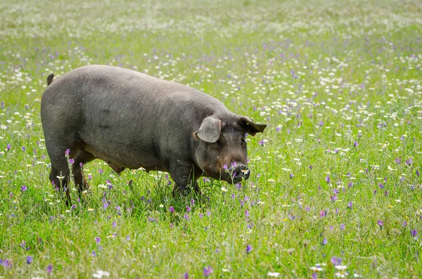 Retrato de rebaño porcino ibérico (pata negra) en un campo de flores —  Fotos de Stock
