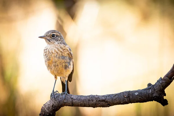 Saxicola rubicola ou tarabilla comun — Fotografia de Stock