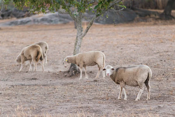 Ovelhas pastando no campo — Fotografia de Stock