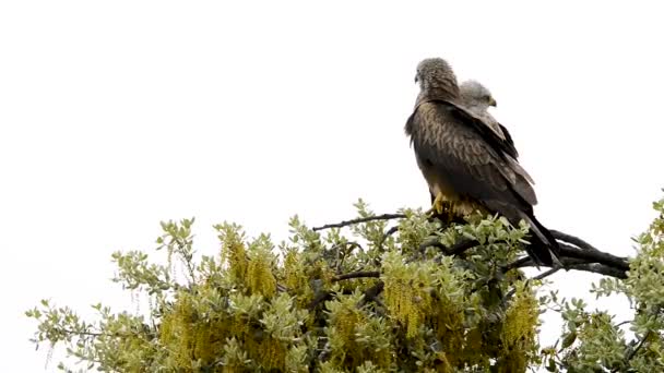 Zwei Schwarze Drachen Auf Einem Baum Mit Kopierraum Für Text — Stockvideo