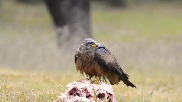 Buteo Buteo Buzzar Een Stam Onder Regen — Stockvideo