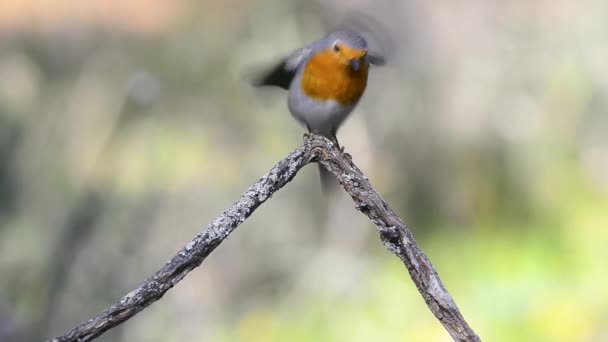 Erithacus Rubecula Nebo Robin Bird Větvi — Stock video