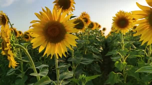 champ de tournesols en fleurs sur un fond coucher de soleil.