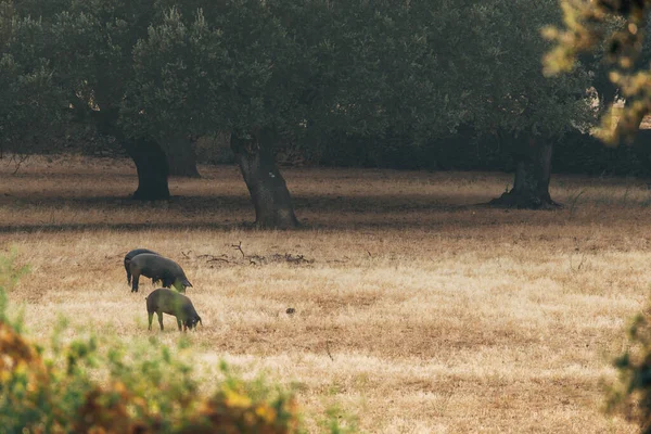 Suini Pascoli Estremadura Spagna — Foto Stock