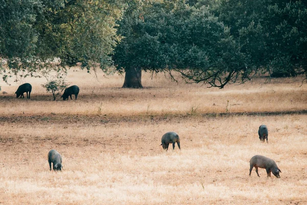 Suínos Pastagens Estremadura Espanha — Fotografia de Stock