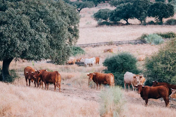 Vacas Touros Pasto Extremadura — Fotografia de Stock
