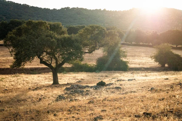 Βελανιδιές Στα Dehesa Της Extremadura — Φωτογραφία Αρχείου