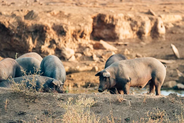 극단주의적 분위기에서 자유롭게 생활하는 돼지들 — 스톡 사진