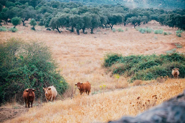 Αγελάδες Και Ταύροι Στο Βοσκότοπο Των Άκρων — Φωτογραφία Αρχείου