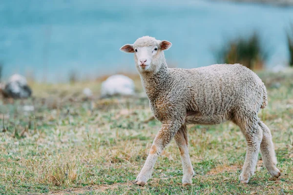 Cute lamb in a meadow in spring