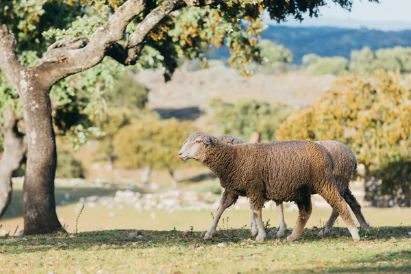 Pecore Pascolo Nel Campo — Foto Stock