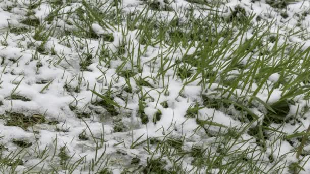 Śniegu Trawie Wiosną Koncepcja Zmian Sezon Kończy Się Zima Wiosna — Wideo stockowe