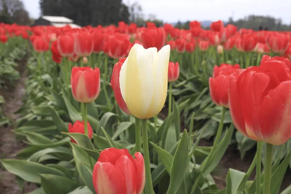 A white tulip growing on a red tulip row. Be unique and different concept. — Stock Photo, Image