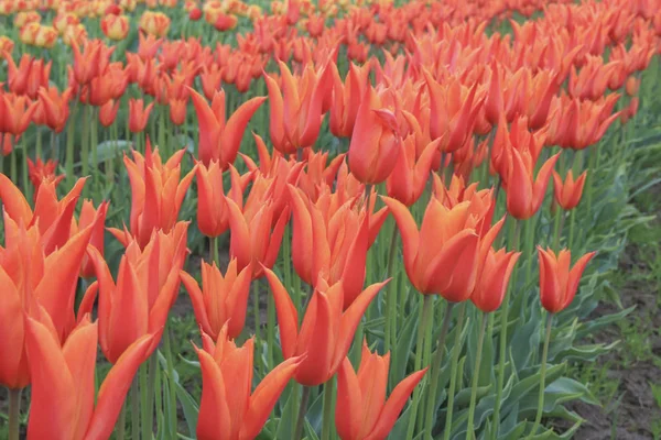 Linha de flores de tulipa laranja florescendo na primavera — Fotografia de Stock