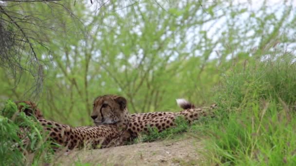 Cheetahs lying on the ground among trees. — Stock Video