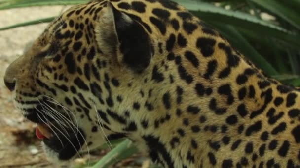 Jaguar mirando alrededor antes de empezar a alejarse . — Vídeo de stock