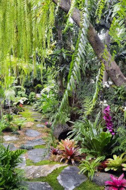 Tropikal bahçede renkli çiçekler ve bitkiler