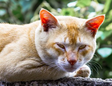 Kameraya bakarak kızgın görünümlü kedi