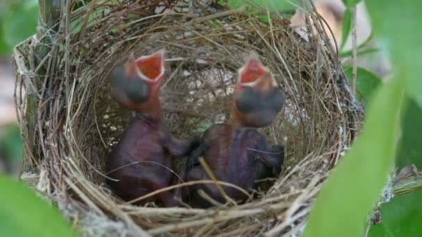 Bébé Oiseau Besoin Nourriture Dans Nid — Video