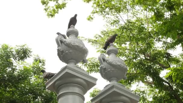 Птицы Скульптурой Забора — стоковое видео