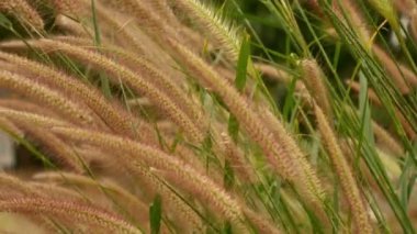 Rüzgardaki çimenler