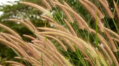 Rüzgardaki çimenler