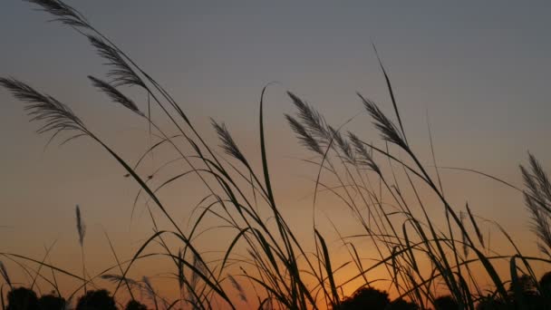 Video Vom Sonnenuntergang Stockvideo