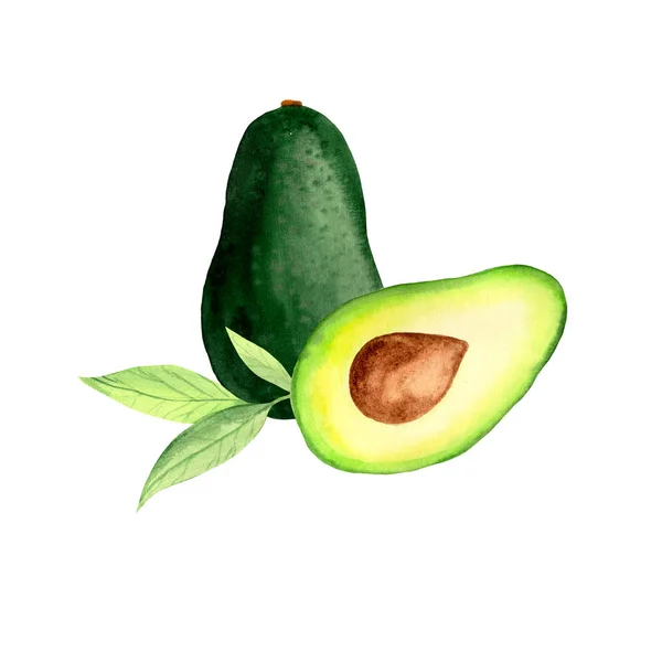 Акварельная Иллюстрация Авокадо Половинки Авокадо Листья Авокадо — стоковое фото