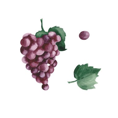 Mor üzüm ile suluboya seti, beyaz bir arka plan üzerinde üzüm yaprakları.