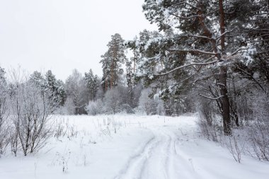 Kış manzarası, ağaçların altında kar, Rusya Federasyonu