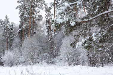 Kış manzarası, ağaçların altında kar, Rusya Federasyonu