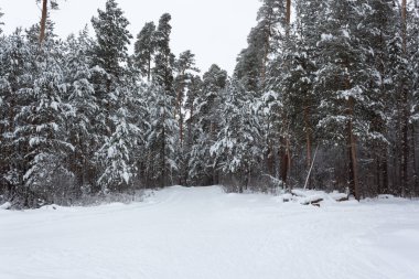 Kış manzarası, ağaçların altında kar, Rusya Federasyonu