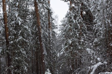 Kış manzarası, ağaçların altında kar, Rusya Federasyonu