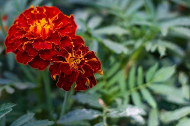 Kırmızı kadife çiçeği çiçek bahçesinde